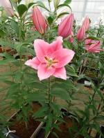 [5262 Benson No02.JPG]